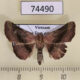 74490p Noctuidae sp. Vietnam $12