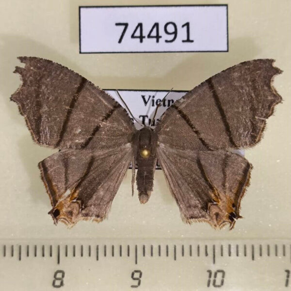Uraniidae Orudiza protheclaria Vietnam