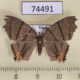 74491p Uraniidae Orudiza protheclaria Vietnam $8