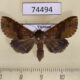 74494p Noctuidae Diascia hayesi f Vietnam $8