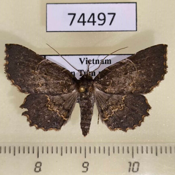 Noctuidae sp. Vietnam