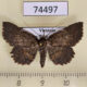 74497p Noctuidae sp. Vietnam $15
