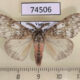 74506p Lymantridae Lymantria sp. Vietnam $10