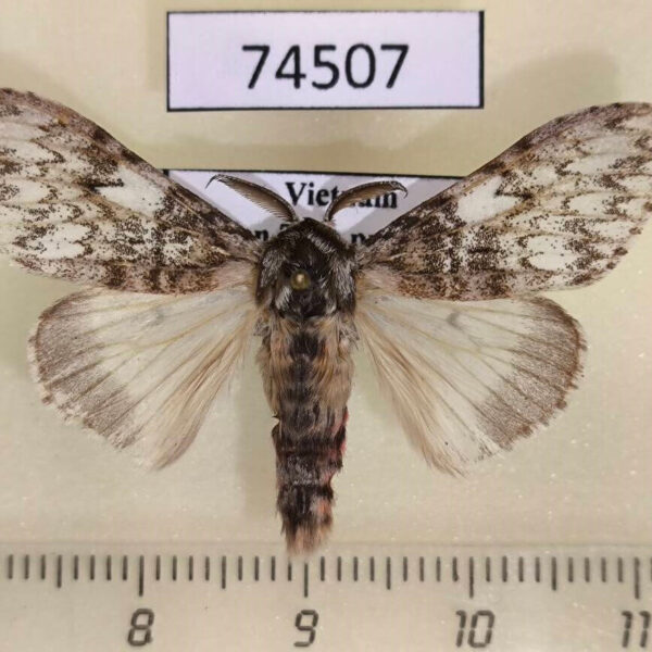 Lymantridae Lymantria sp. Vietnam