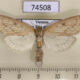 74508p Crambidae sp. Vietnam $5