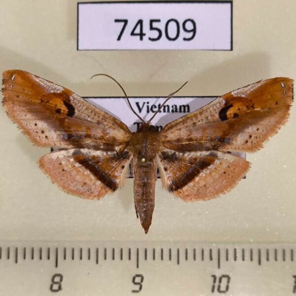 Thyrididae Rhodoneura fasciata Vietnam