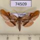 74509p Thyrididae Rhodoneura fasciata Vietnam $12