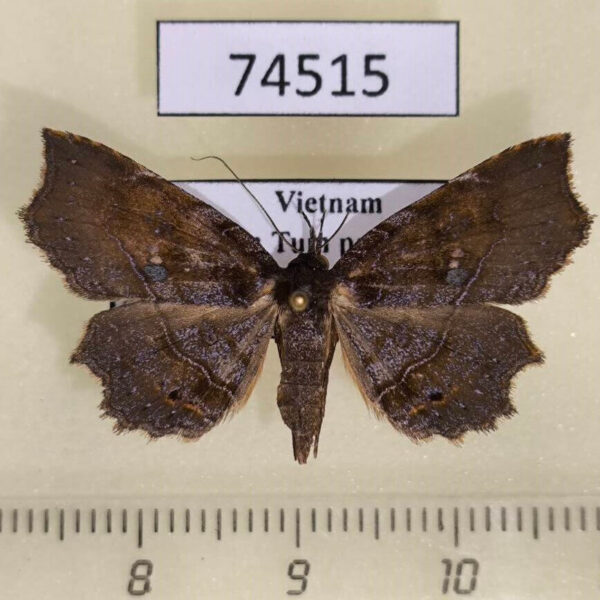 Noctuidae Eutrogia castanea Vietnam