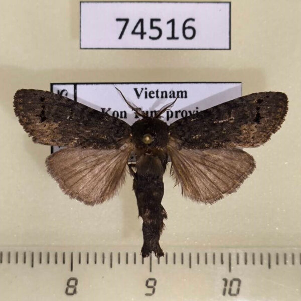 Notodontiidae Medanella subterminalis Vietnam