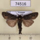 74516p Notodontiidae Medanella subterminalis Vietnam $9