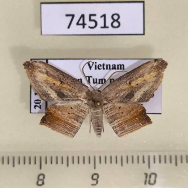 Drepanidae Phalacra acutipennis Vietnam