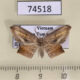 74518p Drepanidae Phalacra acutipennis Vietnam $6