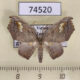 74520p Drepanidae Gogana sp. specularis Vietnam $10