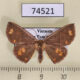74521p Noctuidae Oruza xanthopera Vietnam $15