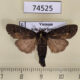 74525p Notodontiidae Medanella subterminalis Vietnam $9