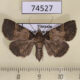 74527p Noctuidae sp. f Vietnam $12