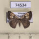 74534p Geometridae Peratophyga venetia Vietnam $6