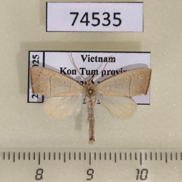 Moth sp. Vietnam