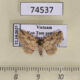74537p Noctuidae Boletobiinae sp. Vietnam $12