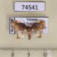 74541p Noctuidae Cossedia hyriodes Vietnam $8