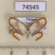 74545p Drepanidae Drapetodes fratercula Vietnam $12