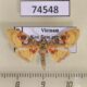 74548p Crambidae Sameodes pictalis Vietnam $5