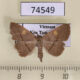 74549p Noctuidae Paracolax sp. Vietnam $12