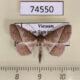 74550p Noctuidae Dunira obliquilinea Vietnam $13