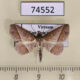 74552p Noctuidae Dunira obliquilinea Vietnam $9