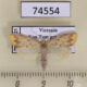 74554p Arctiidae Barsaurea phaeoxanthia Vietnam $10