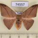74557p Drepanidae Oreta bicolor f Vietnam $9