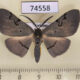 74558p Geometridae Hypochrosis sternaria Vietnam $7