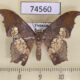 74560p Geometridae Timandromorpha discolor Vietnam $5