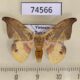 74566p Drepanidae Oreta obtusa Vietnam $5