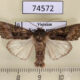 74572p Noctuidae Euplexidia noctuiformis Vietnam $8