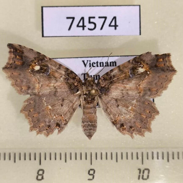 Noctuidae Tamba sp. carneotincta f Vietnam