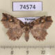 74574p Noctuidae Tamba sp. carneotincta f Vietnam $10