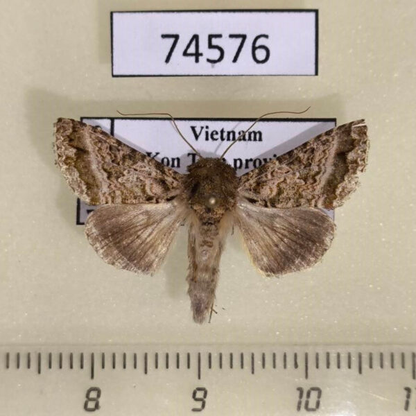 Noctuidae Ctenoplusia mutans Thailand