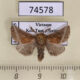 74578p Limacodidae Oxyplax ochracea Vietnam $5