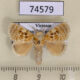 74579p Limacodidae Altha nix Vietnam $12