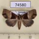 74580p Noctuidae Acidon sp. f Vietnam $18
