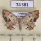 74581p Uraniidae Dysaethria flavistriga Vietnam $8
