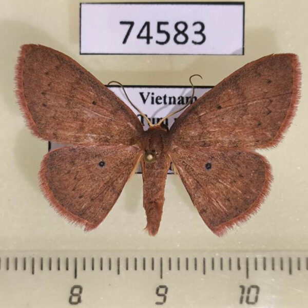 Geometridae Organopoda carnearia Vietnam