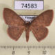 74583p Geometridae Organopoda carnearia Vietnam $5