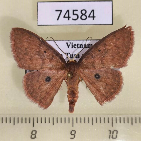 Geometridae Organopoda carnearia Vietnam