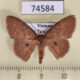 74584p Geometridae Organopoda carnearia Vietnam $4