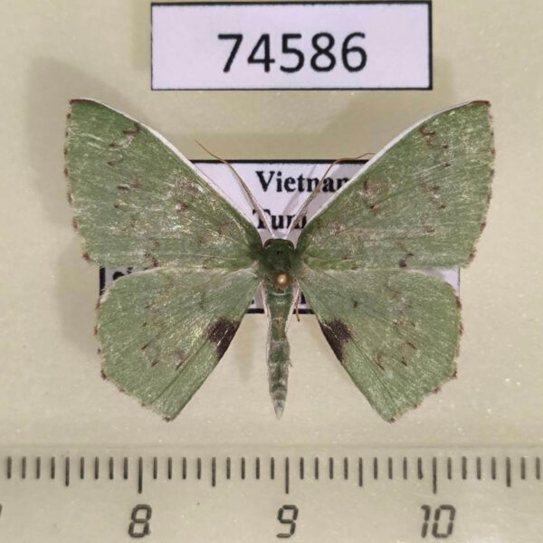 Geometridae Oenospila altistrix Vietnam