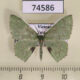 74586p Geometridae Oenospila altistrix Vietnam $9