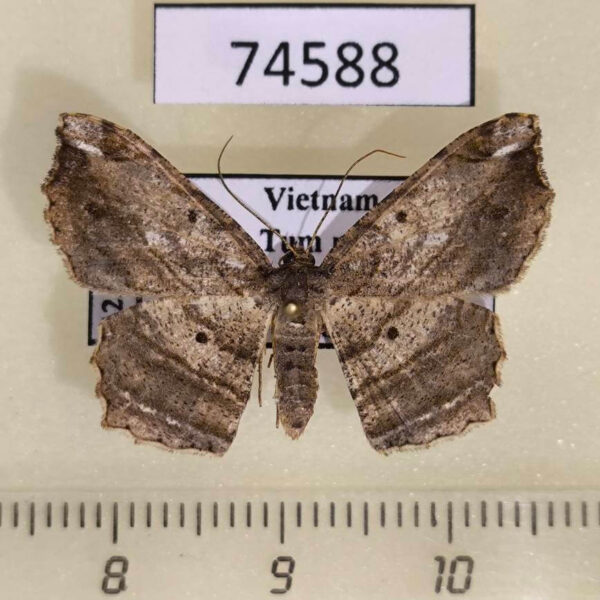 Geometridae Chiasmia sp. Vietnam