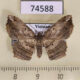 74588p Geometridae Chiasmia sp. Vietnam $5